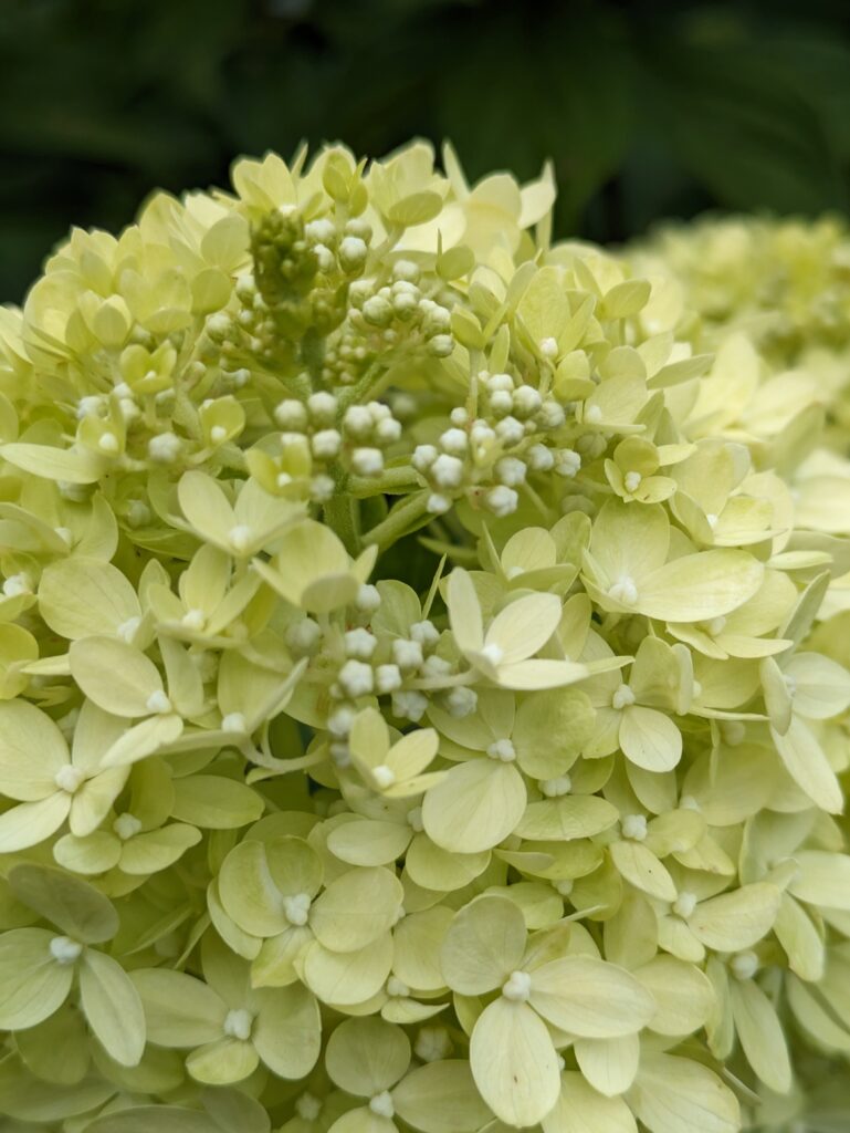 Close-up of a blooming light green panicle hydrangea flower.