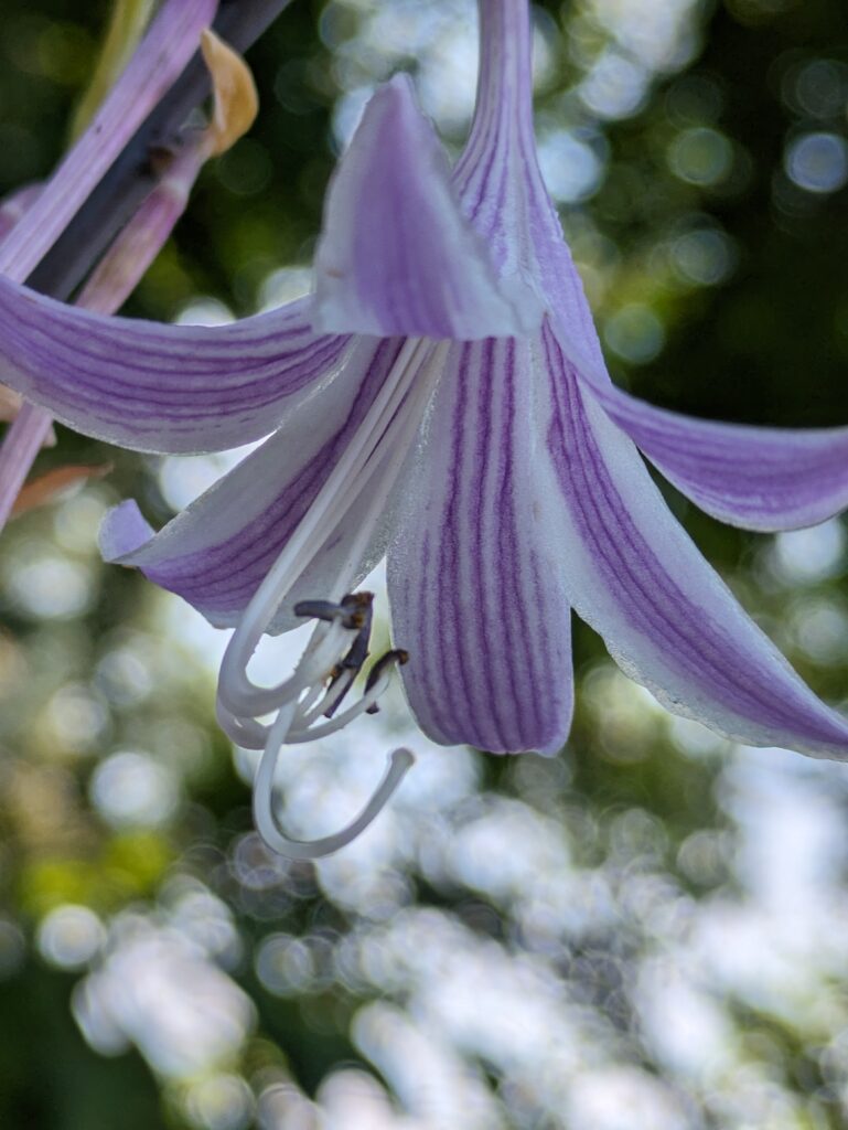 Close-up of a purple and white striped hosta lily.