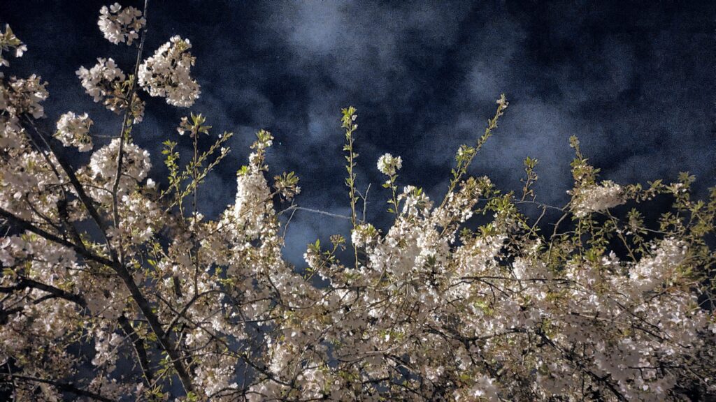 White cherry blossoms illuminated against a dark, moody sky.