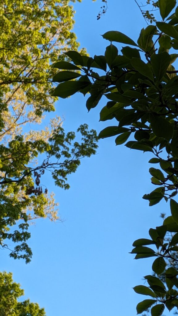 Looking up through magnolia and oak leaves at blue sky.