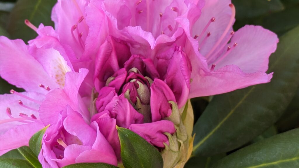 A close-up of pink rhododendron flowers beginning to bloom.