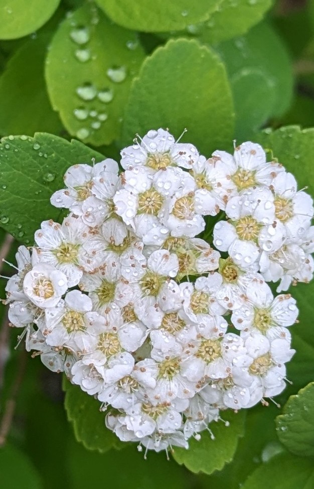 A cluster of white spirea flowers with fresh raindrops.