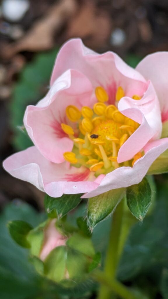 Close-up of a pink strawberry blossom with a fly.