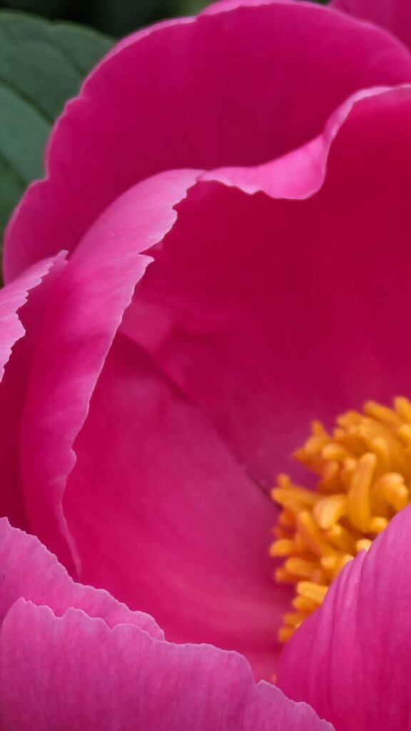 Macro view of bright pink peony petals and yellow stamens.