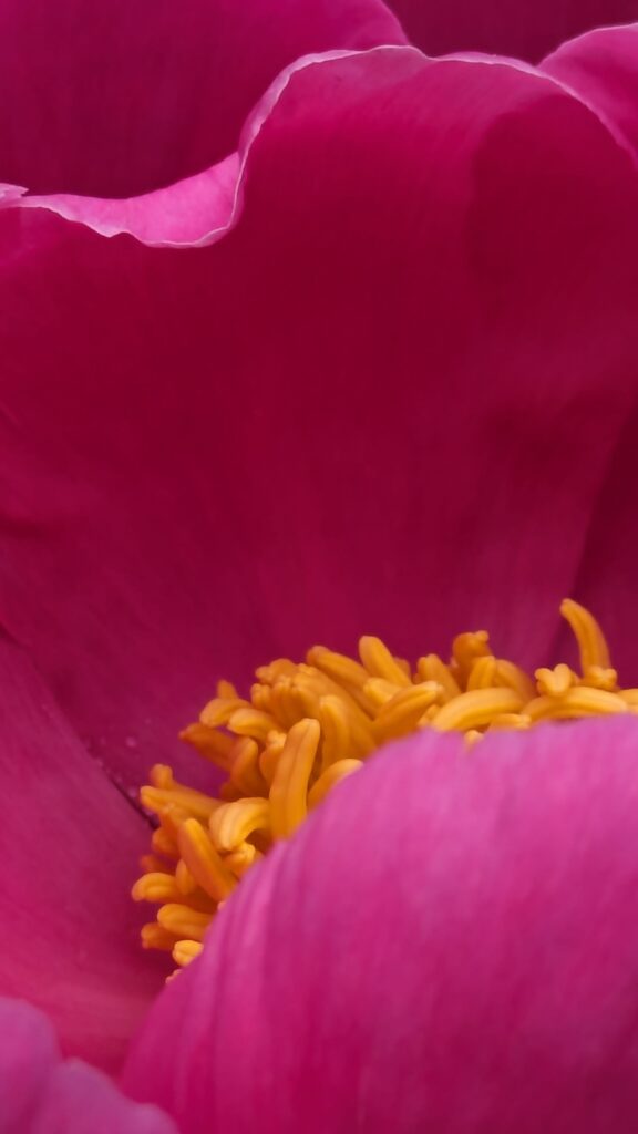 Macro view of a vibrant pink peony's yellow center.