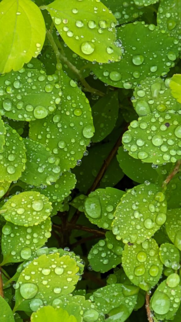 Close-up of vibrant green spirea leaves with fresh raindrops.