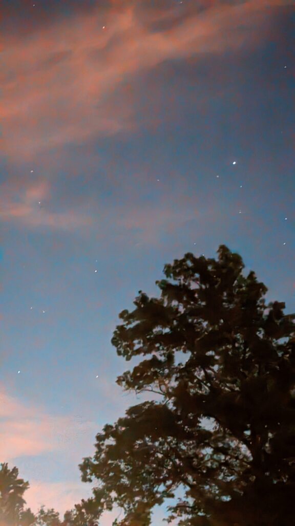 A silhouetted tree against a pink and blue twilight sky.