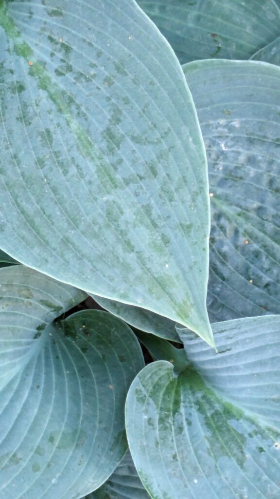 Waxy, blue-green leaves of a shade garden hosta plant.