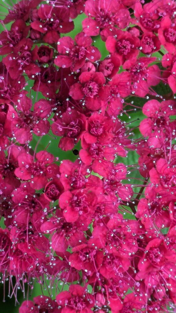 A tight cluster of vibrant pink Japanese Spirea flowers.