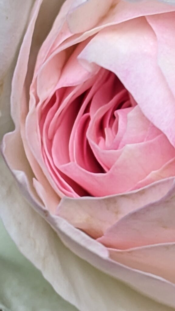 An extreme close-up of a pale pink garden rose.