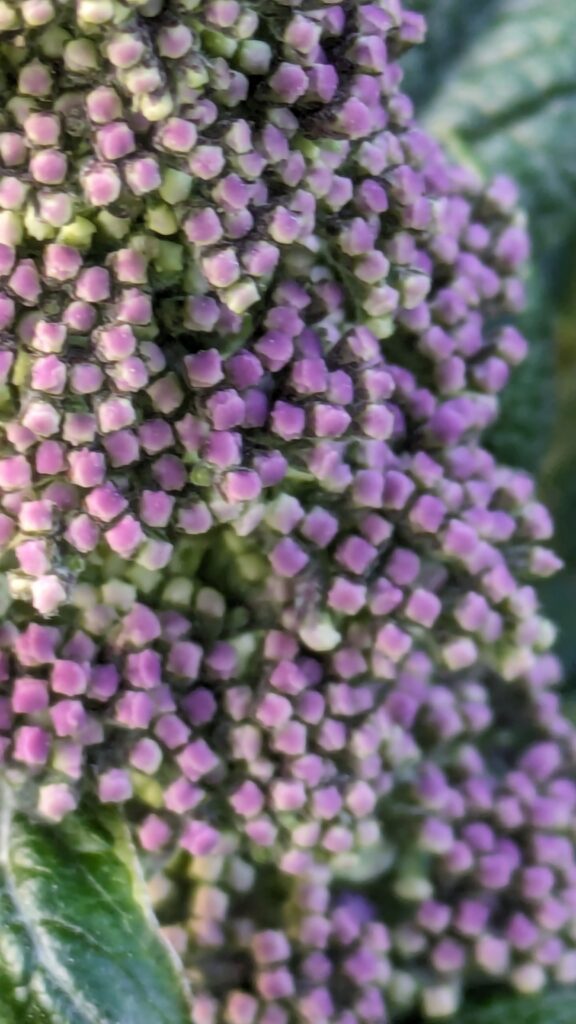 An extreme close-up of tiny purple heather flower buds.