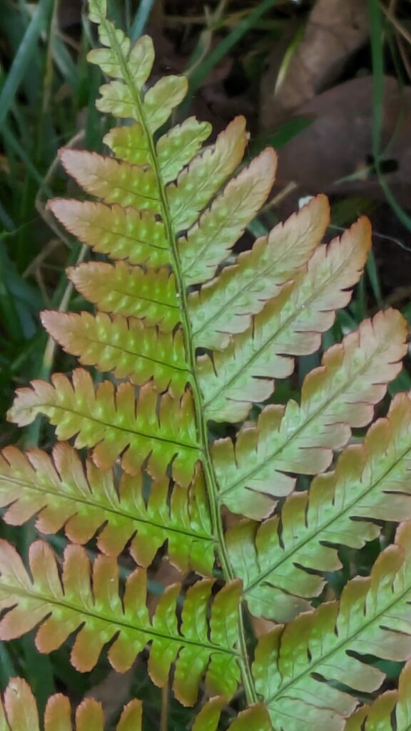 A close-up of an autumn fern frond turning green.