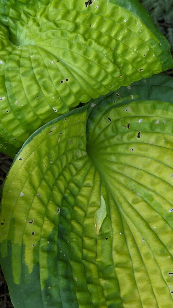 Close-up of large, textured, variegated green hosta leaves.