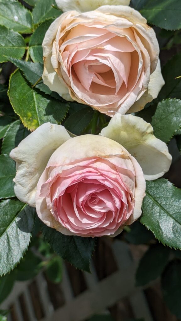 Two mature, pale pink and cream roses on a vine.
