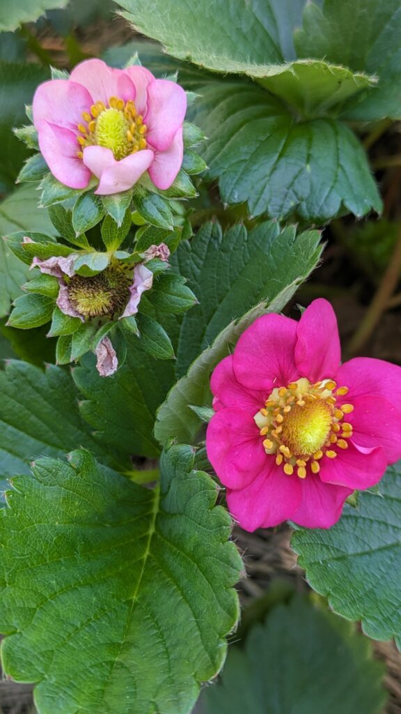 Pink and magenta strawberry flowers blooming on the plant.