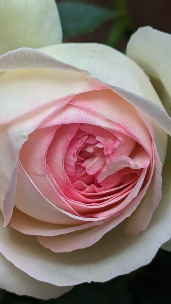 A close-up of a pink and white garden rose.