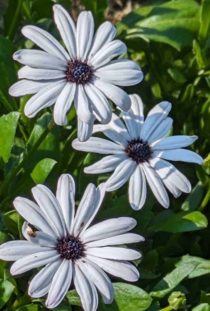 Three white African daisies with dark purple centers in sunlight.