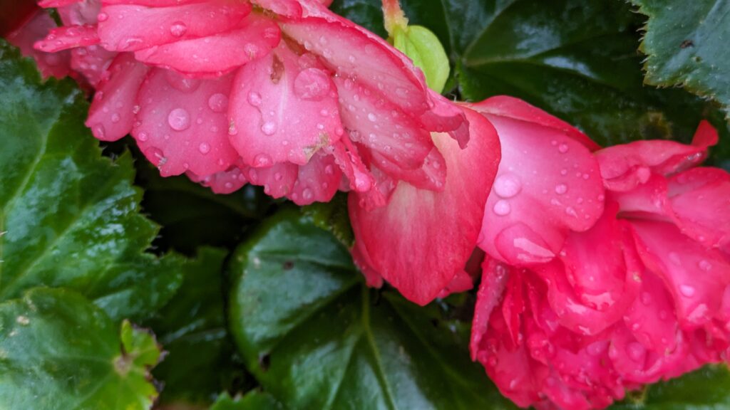 Close-up of pink begonia flowers with fresh raindrops.