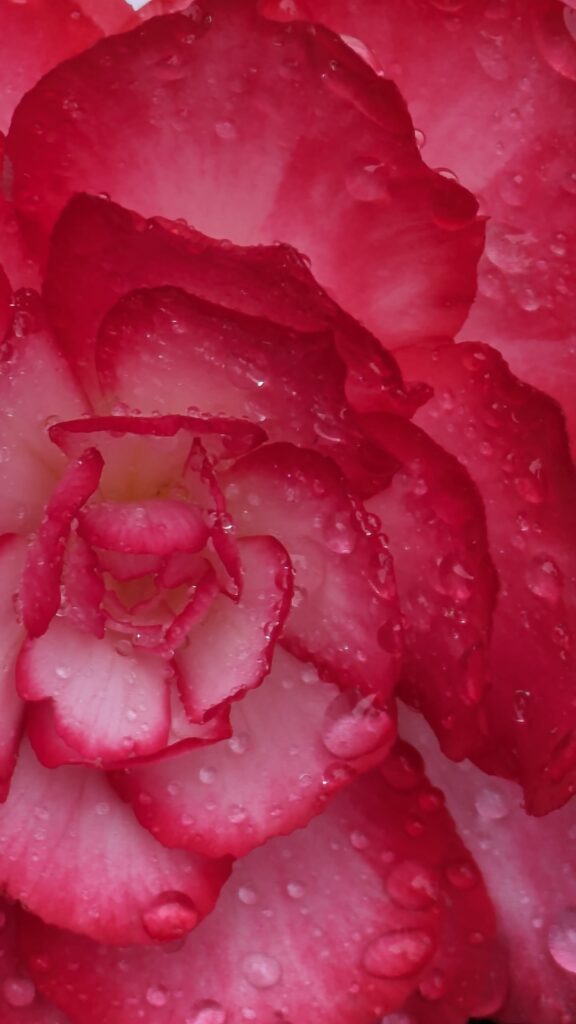 Close-up of a delicate pink and white begonia after a rain shower.