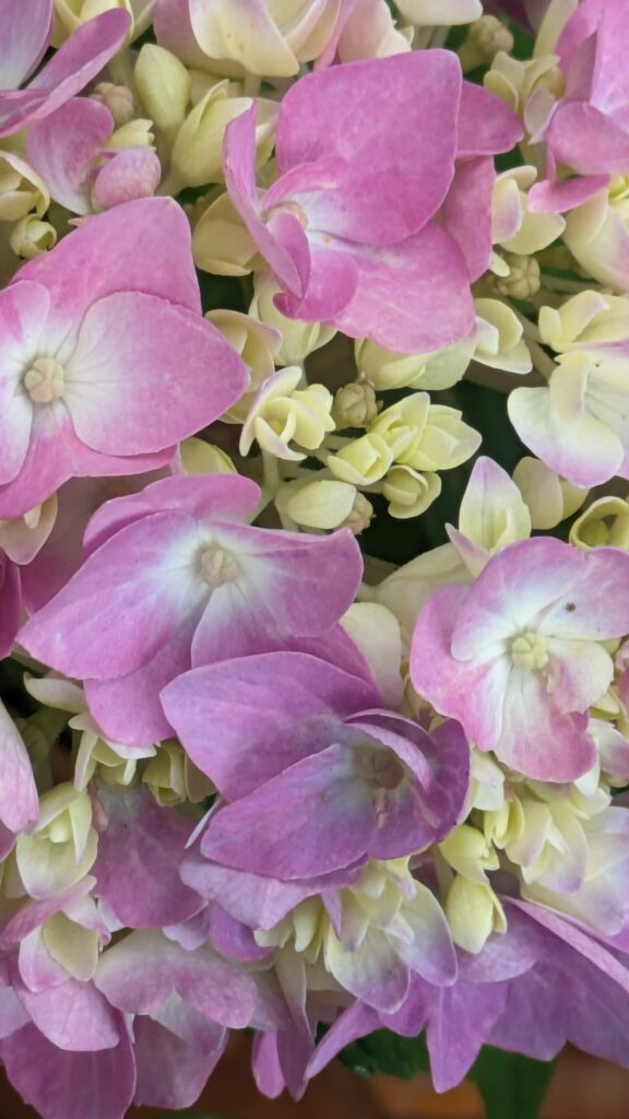 A close-up of pink and cream hydrangea flowers blooming.