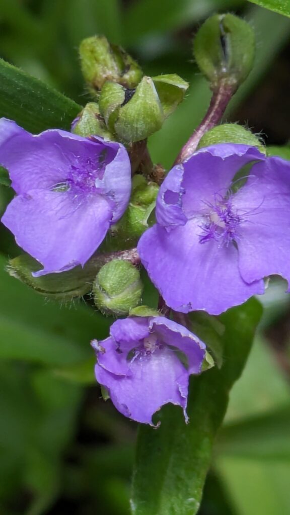 A macro photograph of purple Dayflowers and fuzzy green buds.