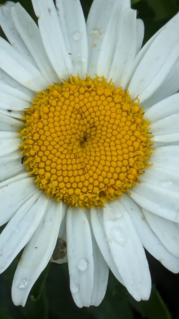 Extreme close-up of a white daisy with water droplets.