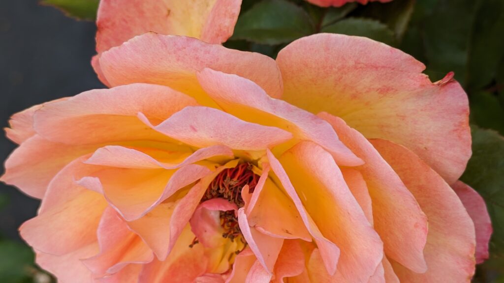 A close-up of a multi-toned pink and yellow rose.