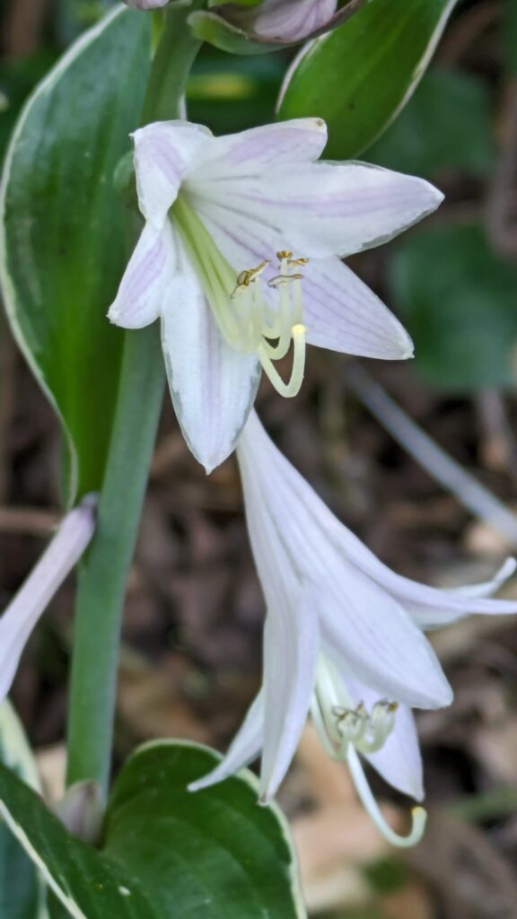 Close-up of a variegated hosta with striped white flowers.