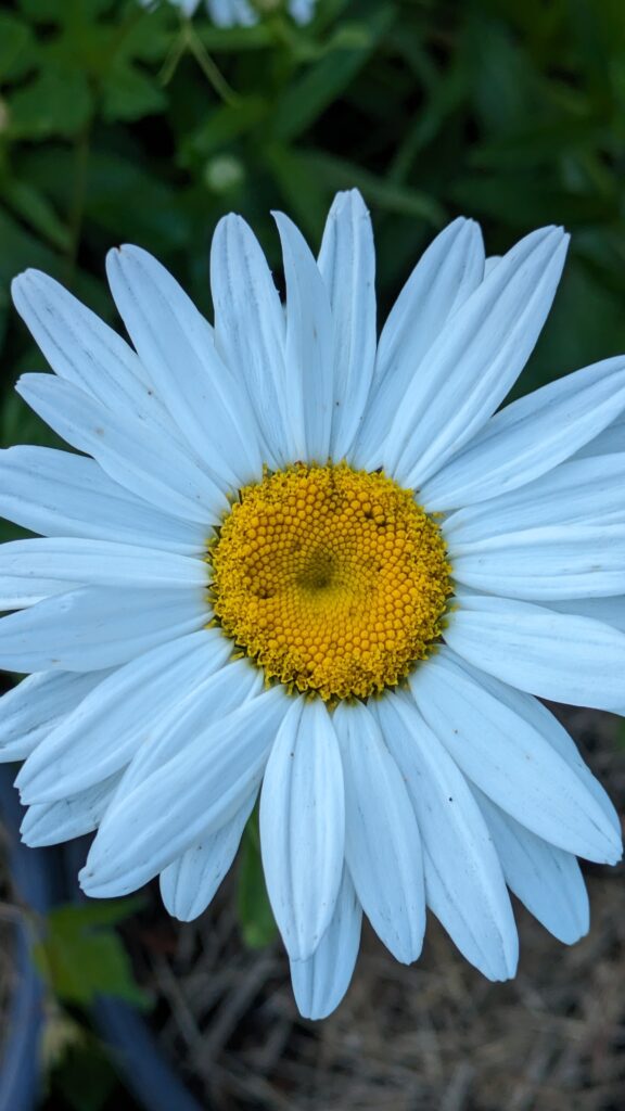 Close-up of a classic white and yellow daisy flower.