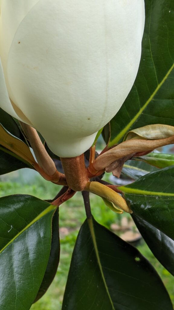 A close-up of a large, white magnolia flower bud.