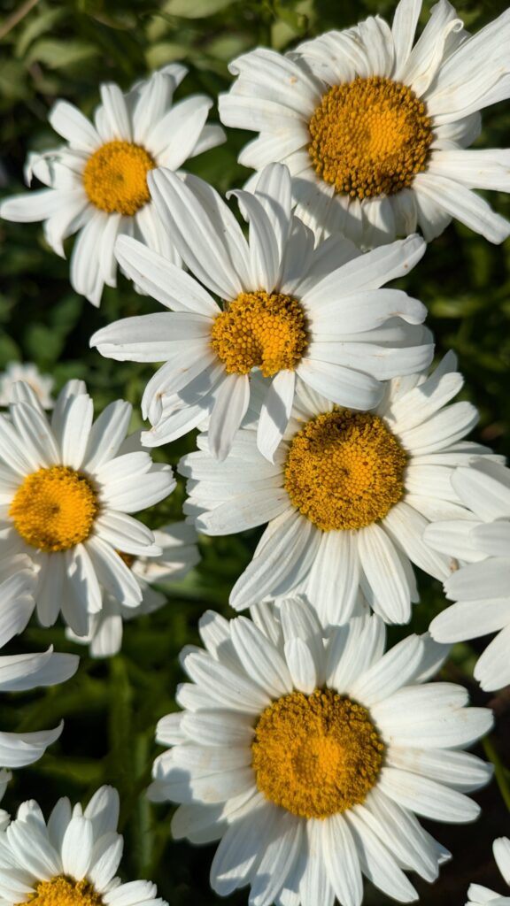 A close-up top-down view of white Shasta daisies.