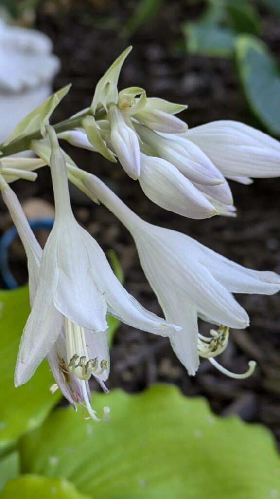 A close-up of delicate white hosta flowers blooming.