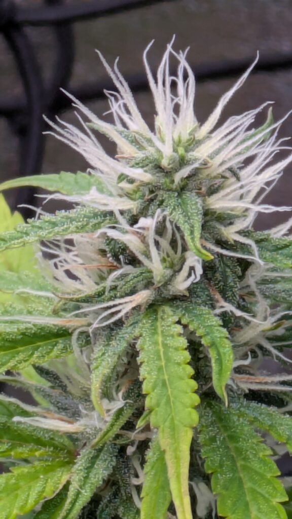 Close-up of a young cannabis flower with white pistils.