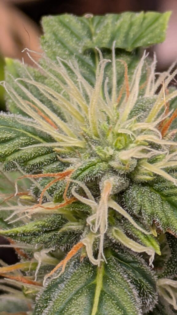 A macro photograph of a maturing cannabis flower.