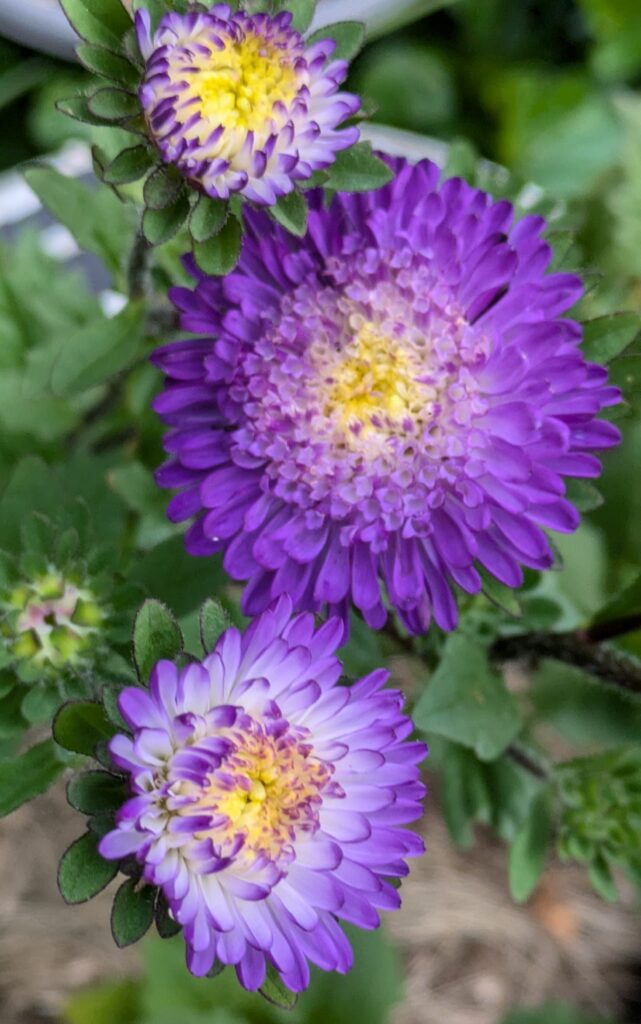 Purple and white China asters with yellow centers blooming.