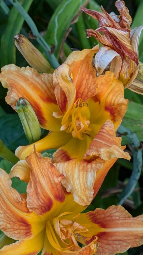 Close-up of orange daylilies with buds and wilting flowers.