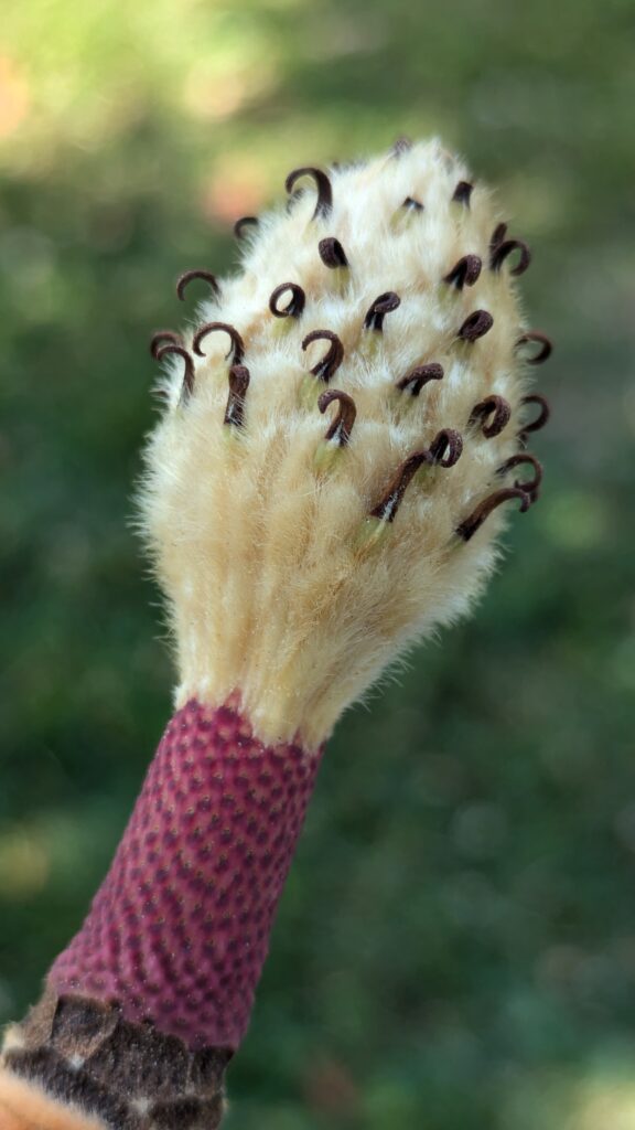 Fuzzy magnolia seed cone with a textured purple stem.