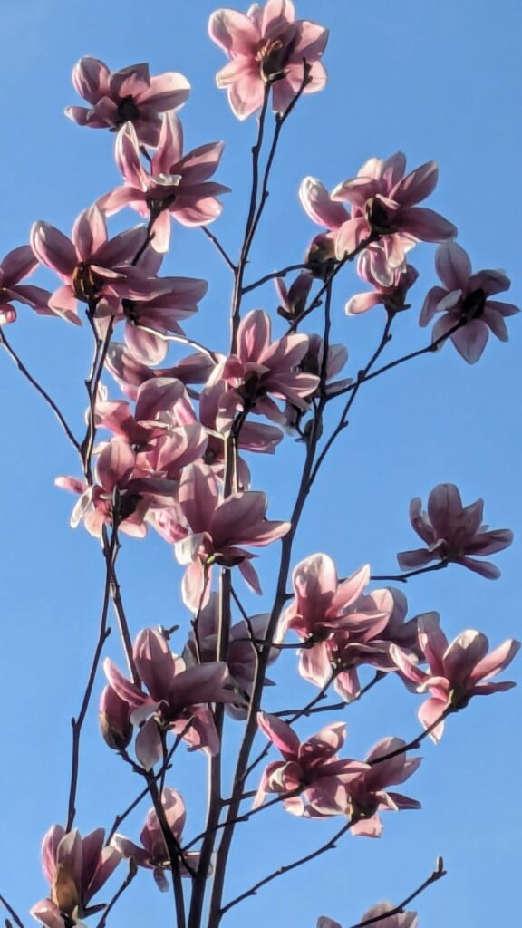 Backlit pink saucer magnolia flowers against a blue sky.