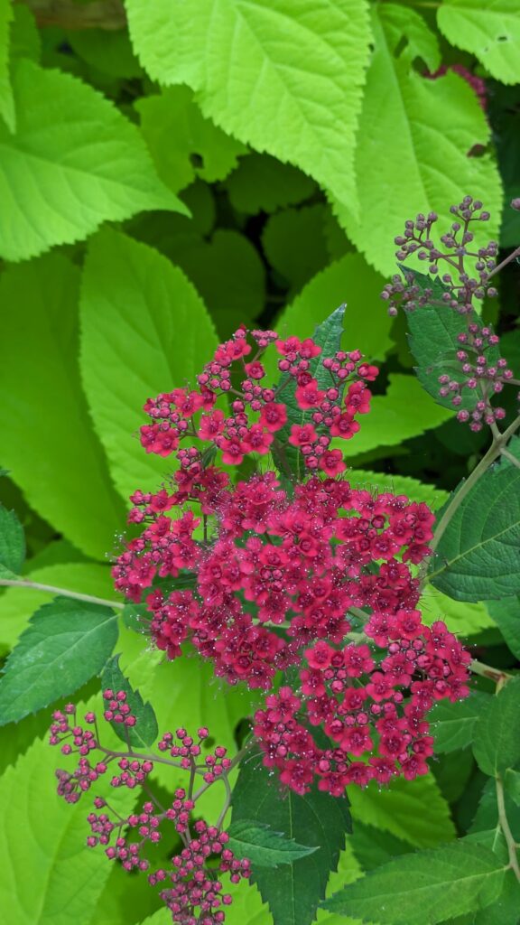 Bright pink Spirea flowers against vibrant lime green leaves.