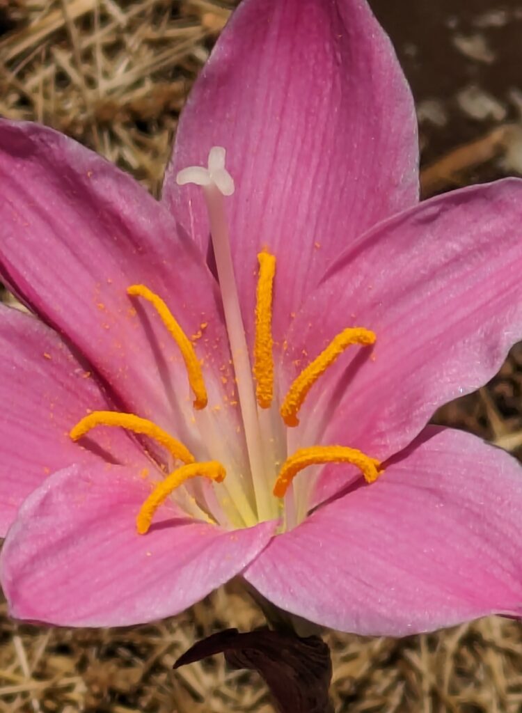 A close-up of a pink rain lily flower bloom.