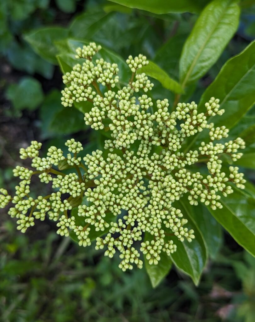 A dense cluster of tiny green viburnum flower buds.