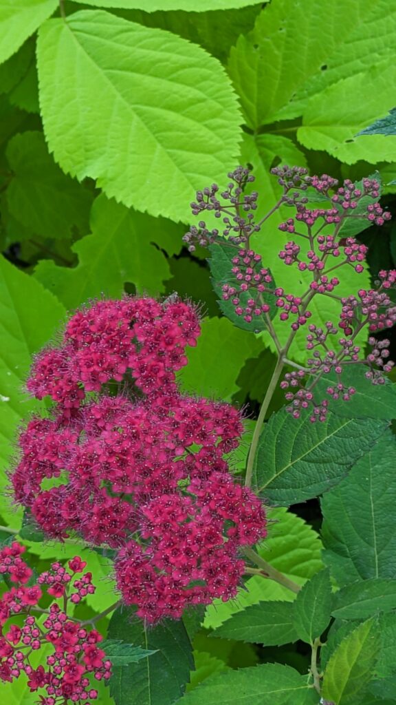 Deep pink Spirea flowers against vibrant green leaves.