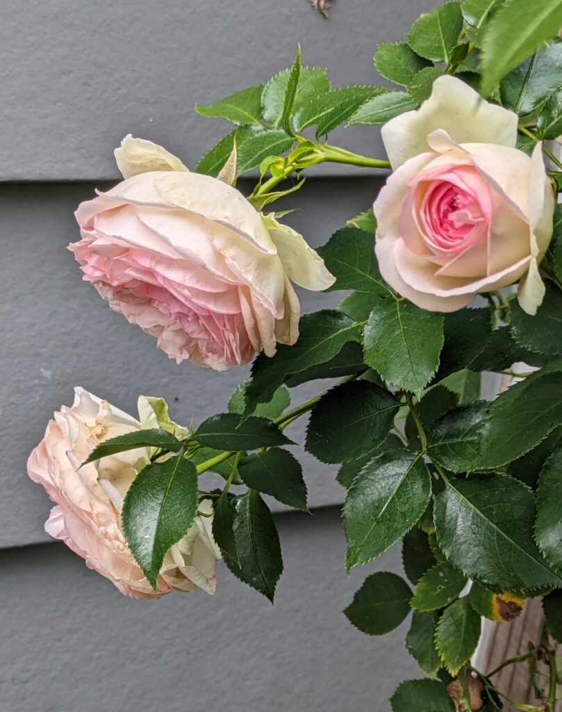 Pink climbing roses blooming against grey house siding.