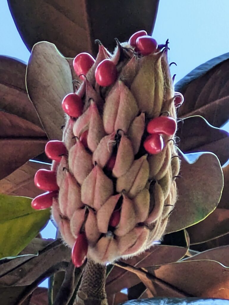 A Southern Magnolia seed pod with bright red seeds.