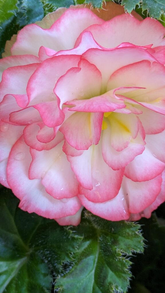 A pink-and-white tuberous begonia with ruffled petals.