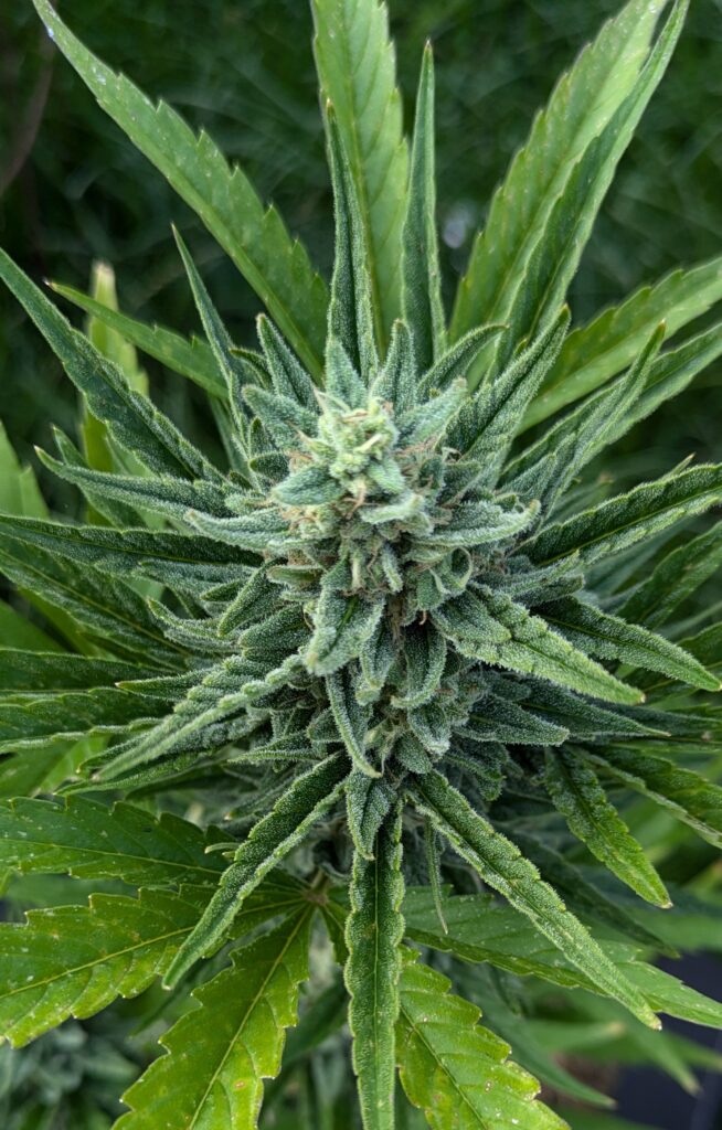 A close-up of a healthy cannabis bud near harvest.
