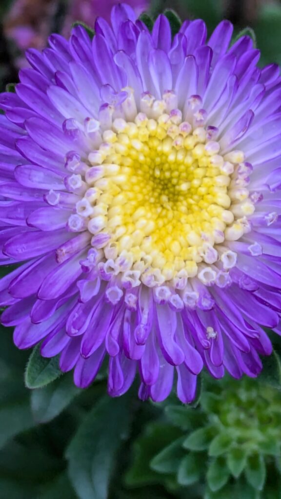 Macro shot of a vibrant purple and yellow aster.