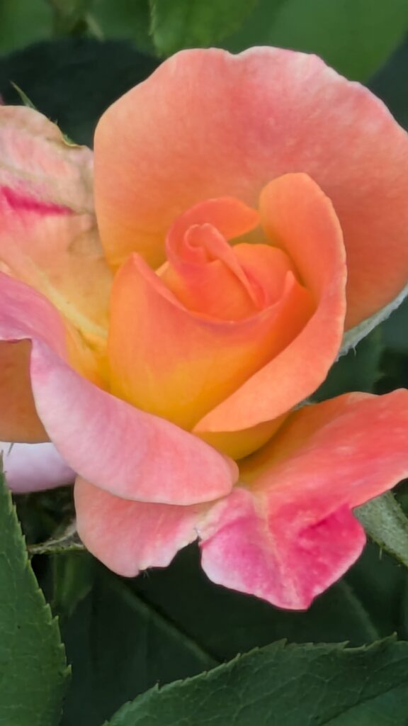 A close-up of a multi-toned orange and pink rose.