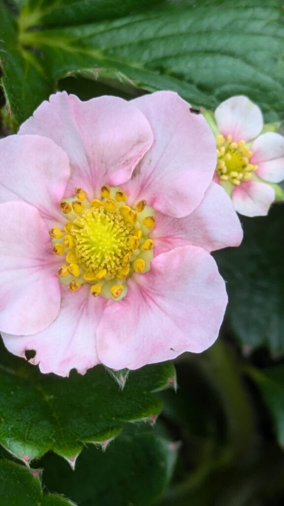 A close-up of a pink strawberry flower blooming.