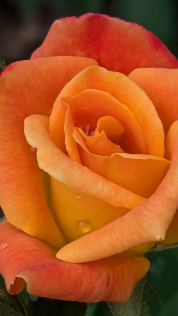 A close-up of a vibrant orange rose with water droplets.